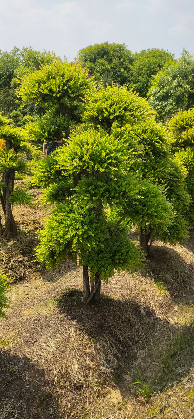 小叶赤楠桩  造型赤楠桩景大量供应