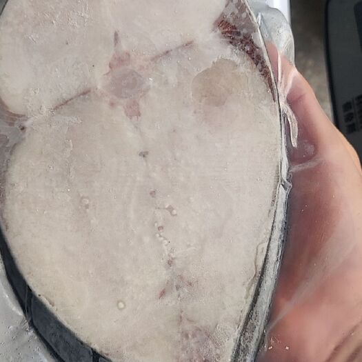 西沙马鲛鱼切片