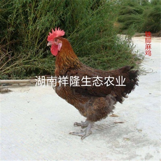 衡阳县 麻鸡苗 快大青脚麻鸡苗  大种鸡苗