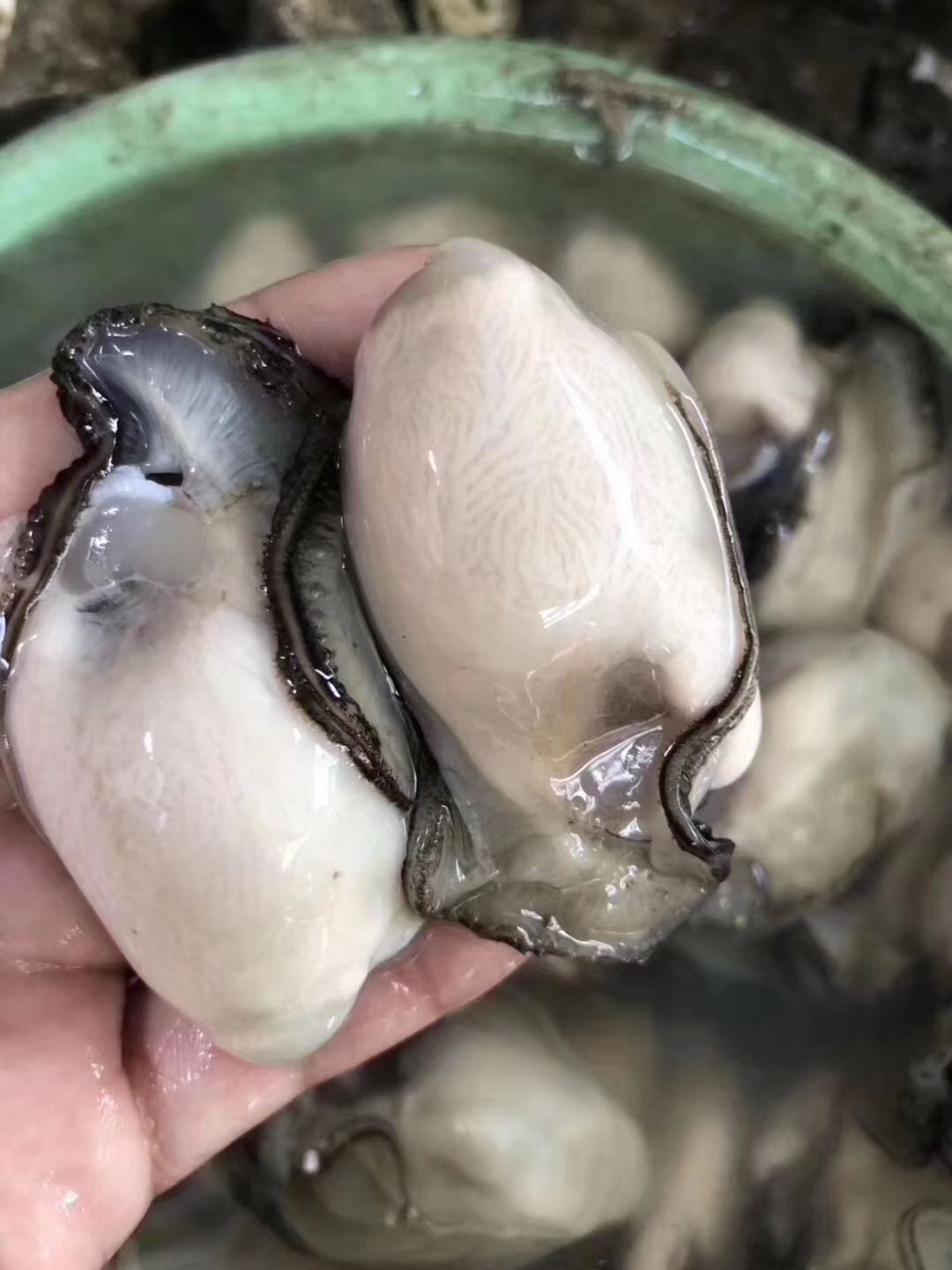  生蚝肉鲜活现剥新鲜蚝仔肉牡蛎肉蚝仔煎海蛎子肉井州生蚝