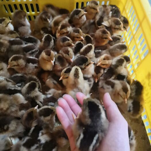 南宁 士二鸡苗
