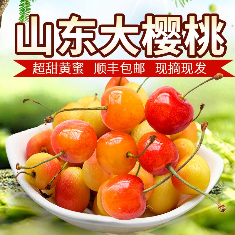  山东自己果园大黄密樱桃一首货源现摘现卖只需23