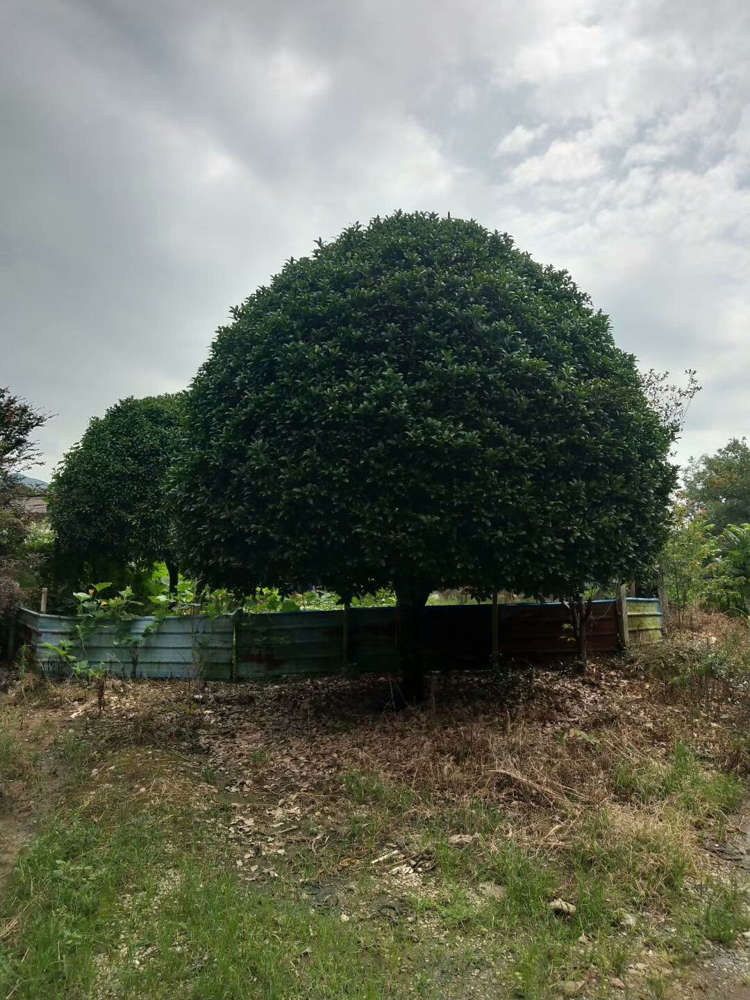 桂花树  大桂花