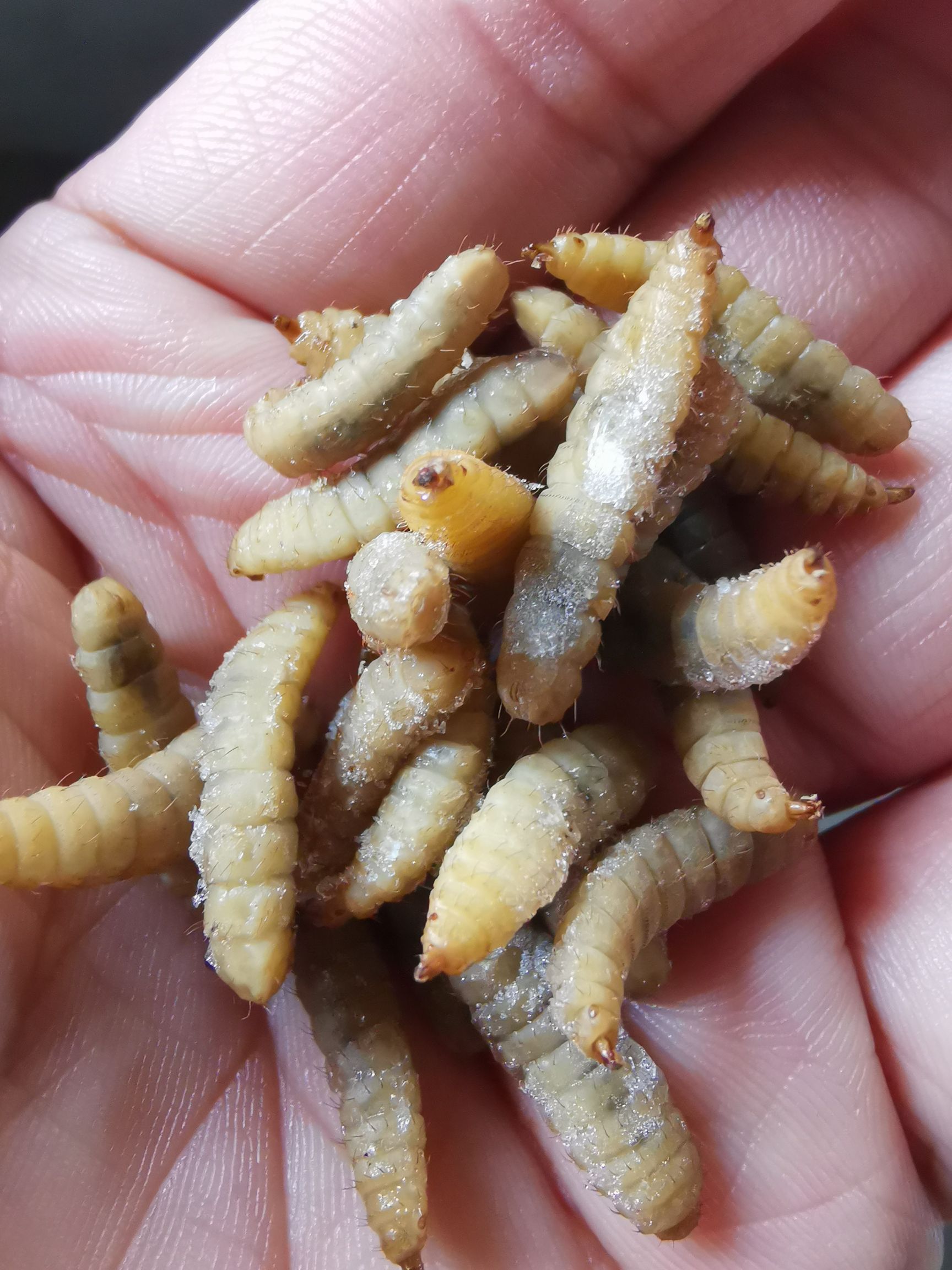 活体黑水虻/冷冻黑水虻水产无菌冷鲜黑水虻蝇蛆厂价直供