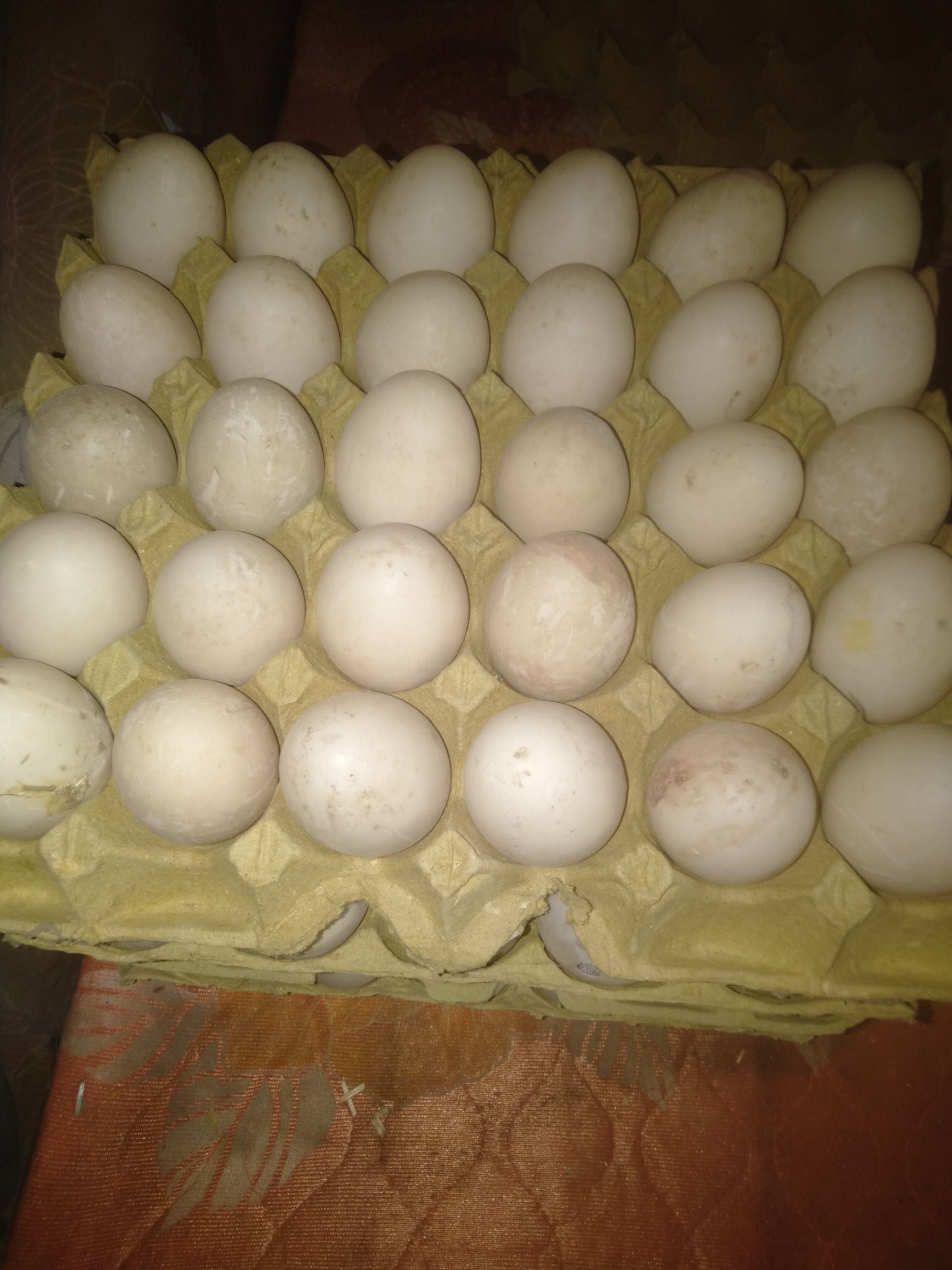 番鸭蛋 食用 散装