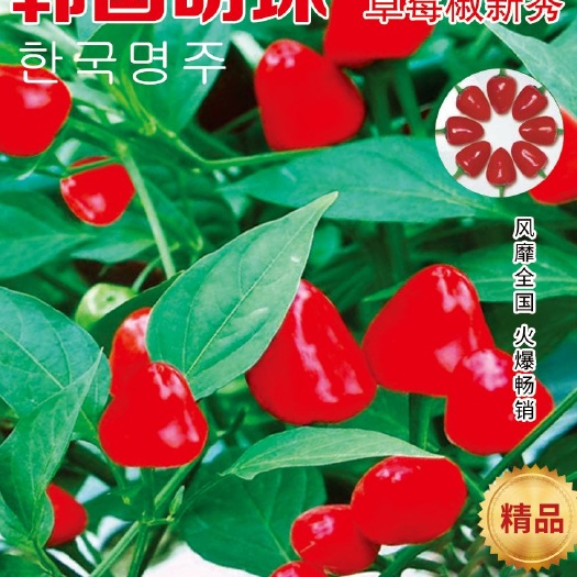 郑州草莓椒种子  草莓辣椒种子，泡椒种子，干鲜两用高辣