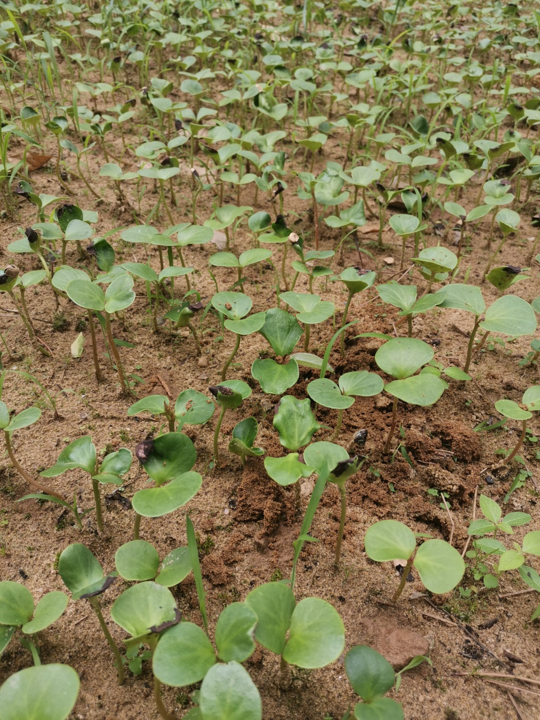 粉红黑老虎苗  黑老虎苗圃基地实生苗现挖