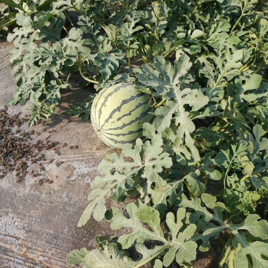 太和县8424西瓜 掉价啦