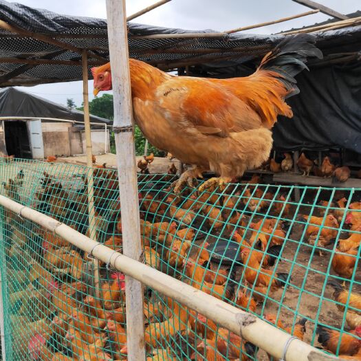 江门土鸡 200多天，喂食潲水混米糠玉米粉杂粮