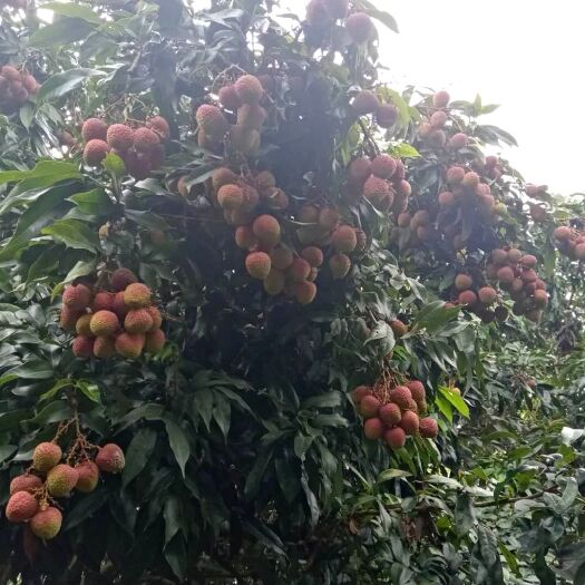 廉江市妃子笑荔枝 湛江妃子笑批发 现摘