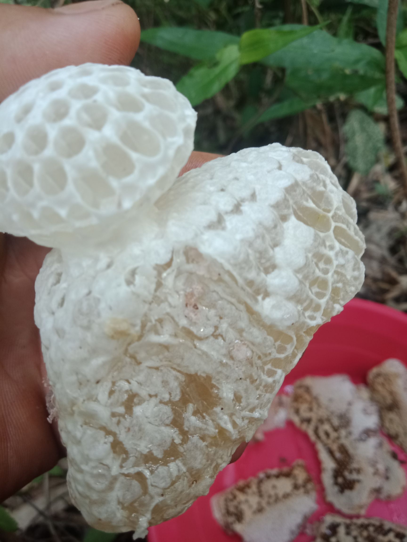  独特的蜂蜜