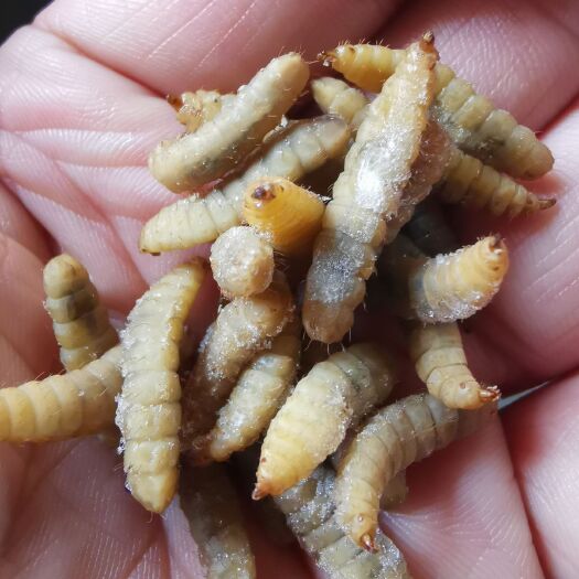 活体黑水虻/冷冻黑水虻水产无菌冷鲜黑水虻蝇蛆厂价直供