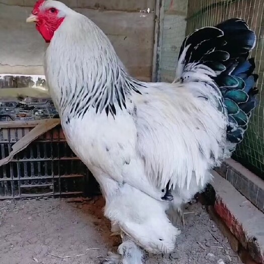 贞丰县 婆罗门鸡苗 观赏鸡，脱温苗  出壳苗