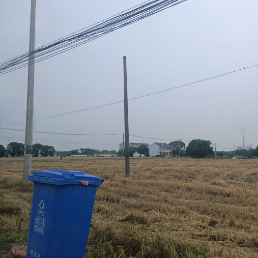 单县 6月份新小麦秸秆出售