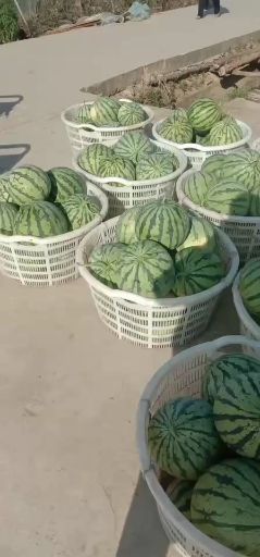 8424西瓜美都，8424西瓜美都