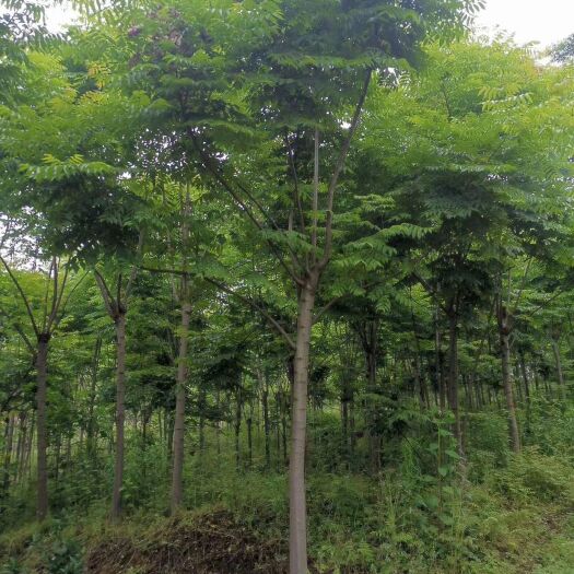 临澧县 栾树