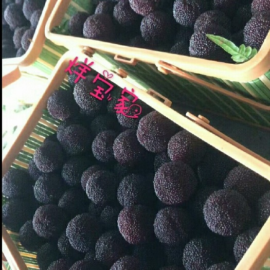余姚市 杨梅原产地……余姚杨梅