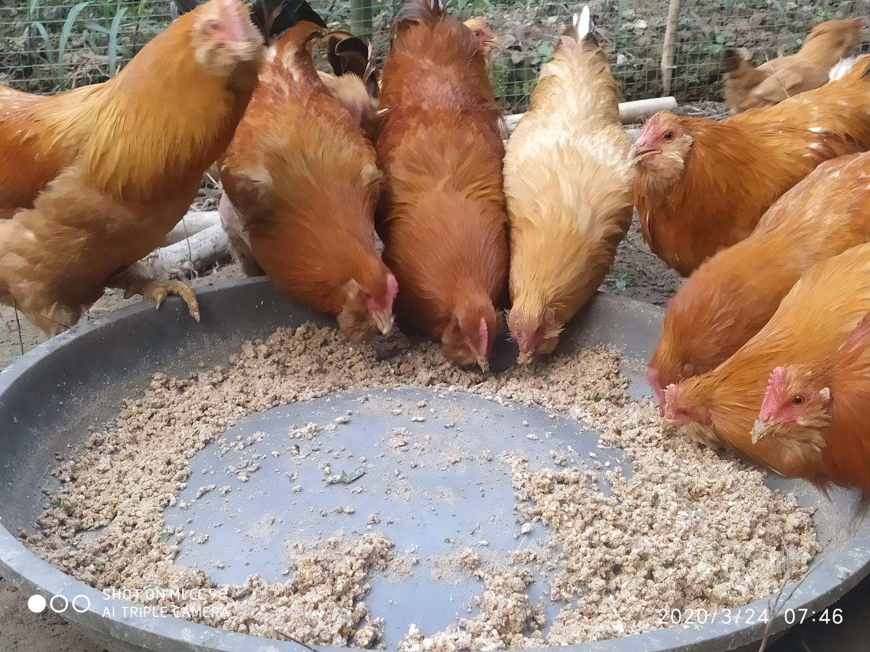  自养阉鸡，喂米糠的靓鸡