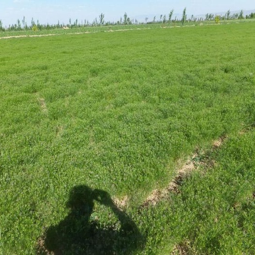 巴楚县 新疆南疆孜然