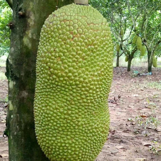 灵山县马来西一号菠萝蜜苗 杯苗 预售预定