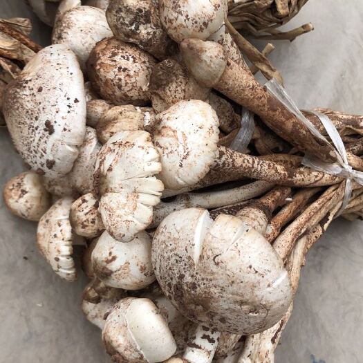 芒市 云南特产鸡枞菌