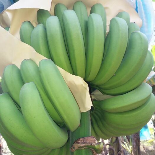 金平县云南红河香蕉 七成熟