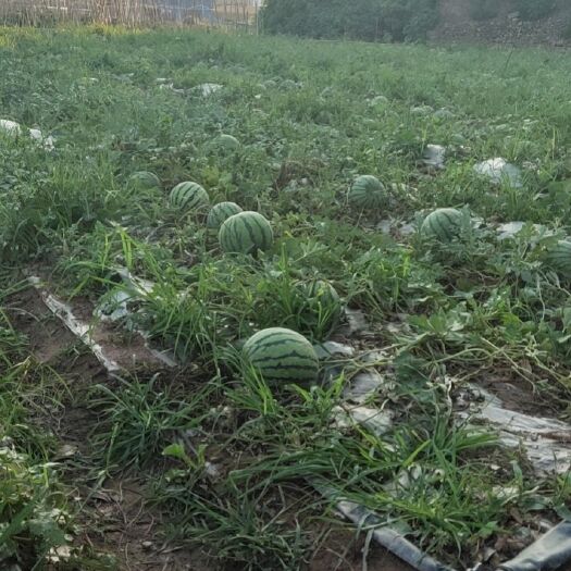 建水县 季炎热难挡，吃个西瓜透心爽。无公害西瓜自摘园，现摘现卖