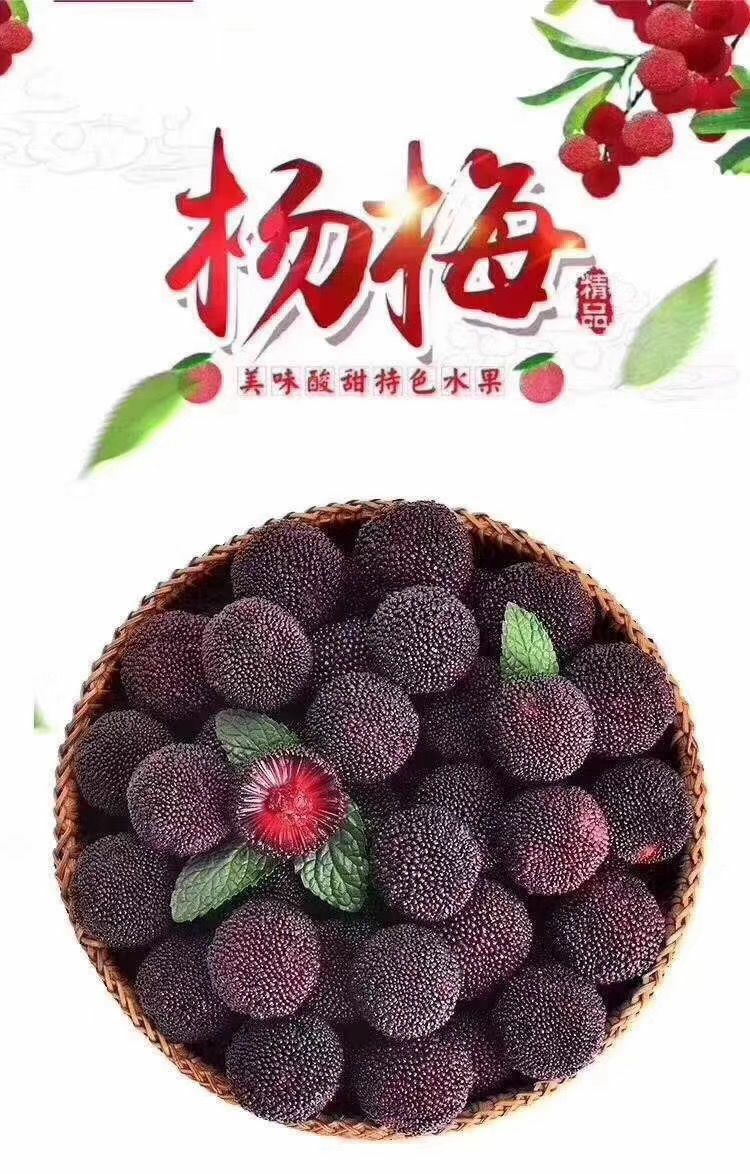  余姚丈亭梅溪杨梅高山杨梅无污染可吃杨梅