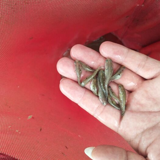 广州 七星鱼苗+花星鱼苗+山斑鱼苗+鱼苗供应