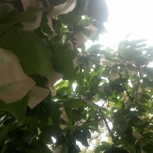 天水红灯樱桃  甘肃天水自家大樱桃美早，红灯，现摘现发，保证新鲜