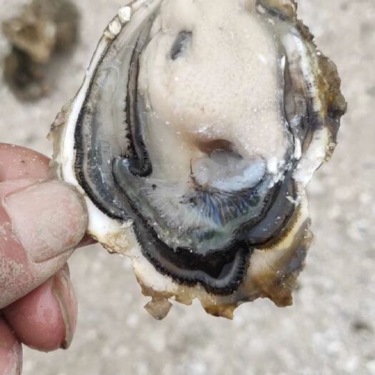 诏安县生蚝 海水 1-2两/只 鲜活水产