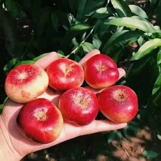 广宗县油蟠桃
