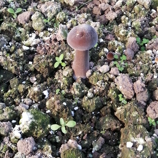 重庆市鸡枞菌 黑皮鸡枞菇