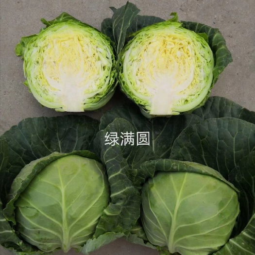 济南绿甘蓝种子  绿满圆