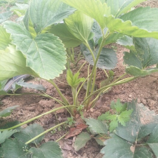 平邑县 四季草莓苗盆栽土栽南北方种植当年结果食用大草莓，