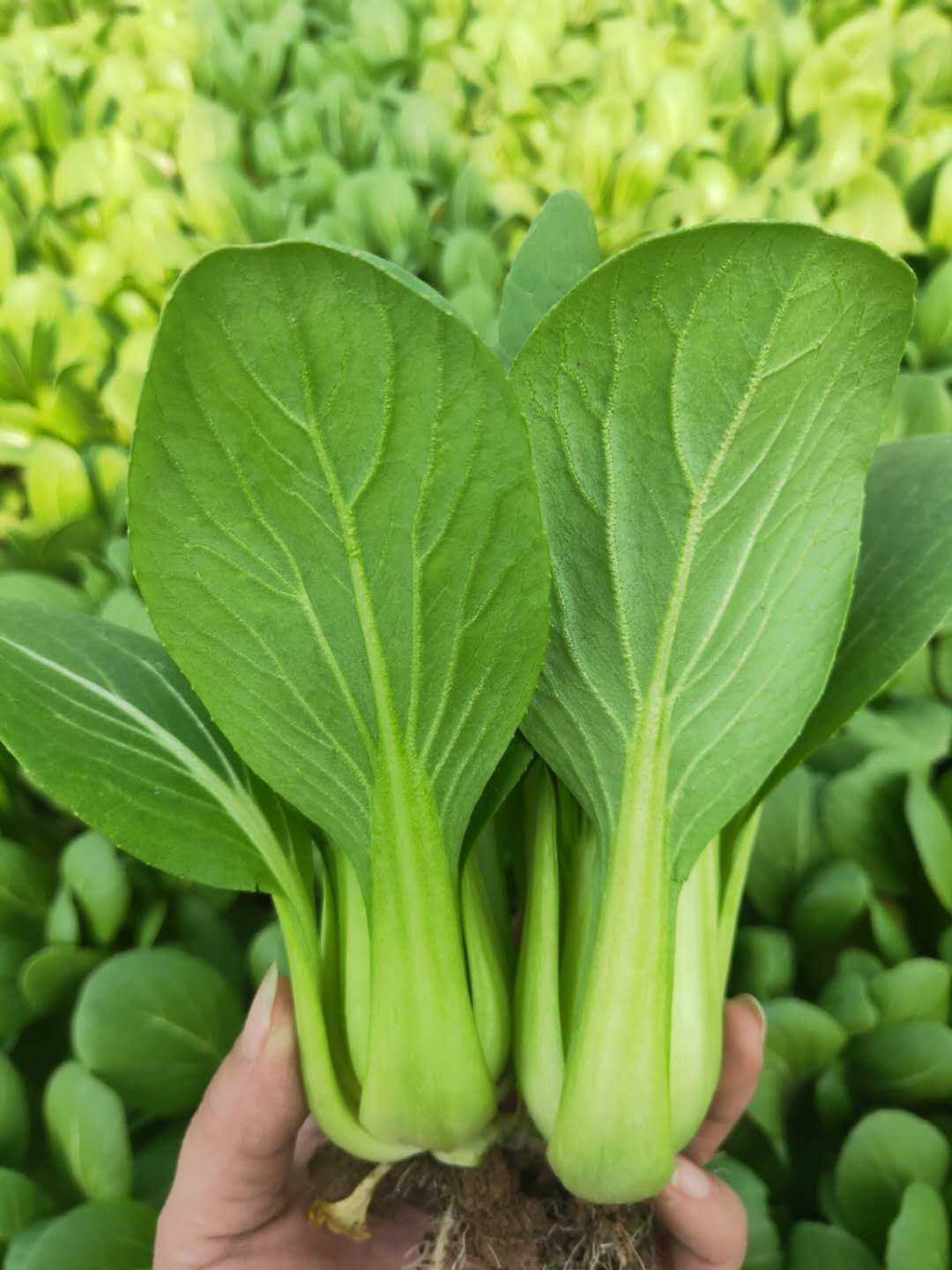 山东省邵庄镇叶菜基地 油菜 上海青 快菜 叶菜产地