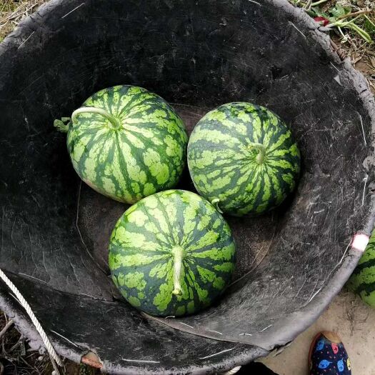 天津美都西瓜