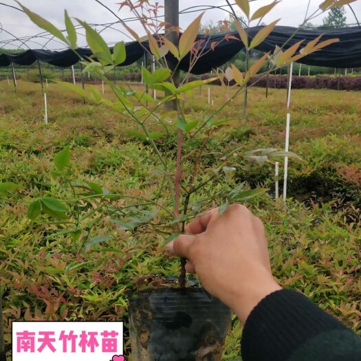 浏阳市南天竹