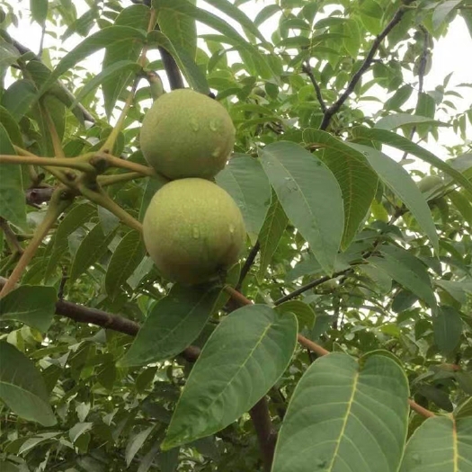 铜川 预售新鲜核桃去青皮孕妇食品2020年陕西薄皮湿核桃现摘现发生