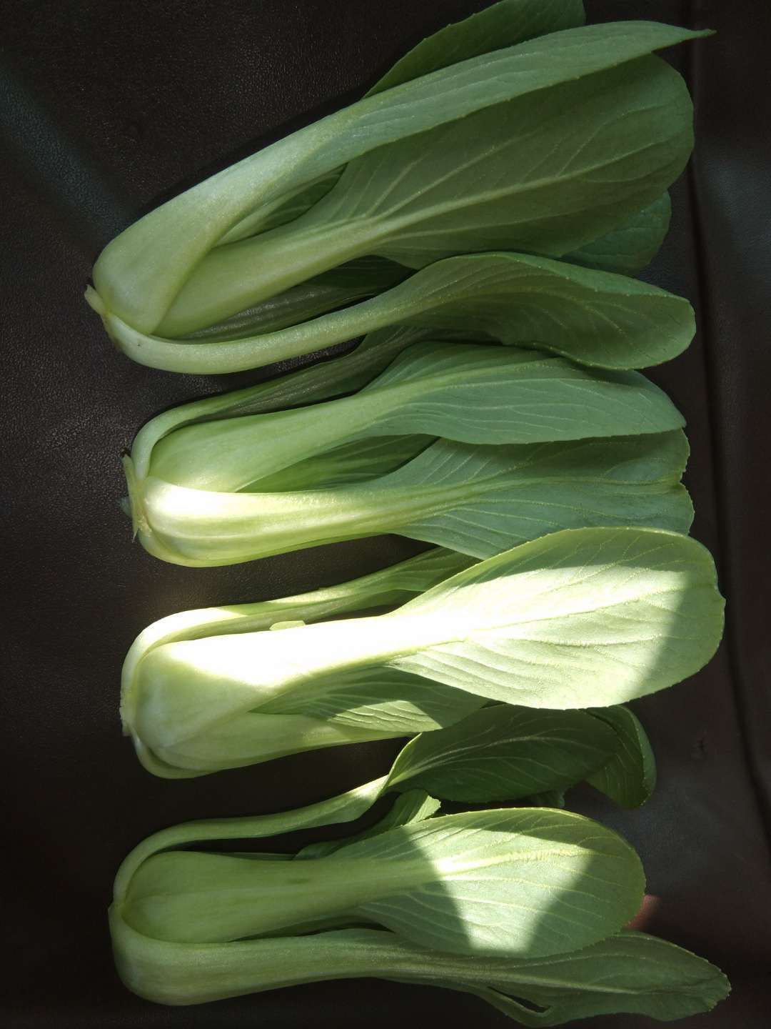 山东省邵庄镇叶菜基地 油菜 上海青 快菜 叶菜产地