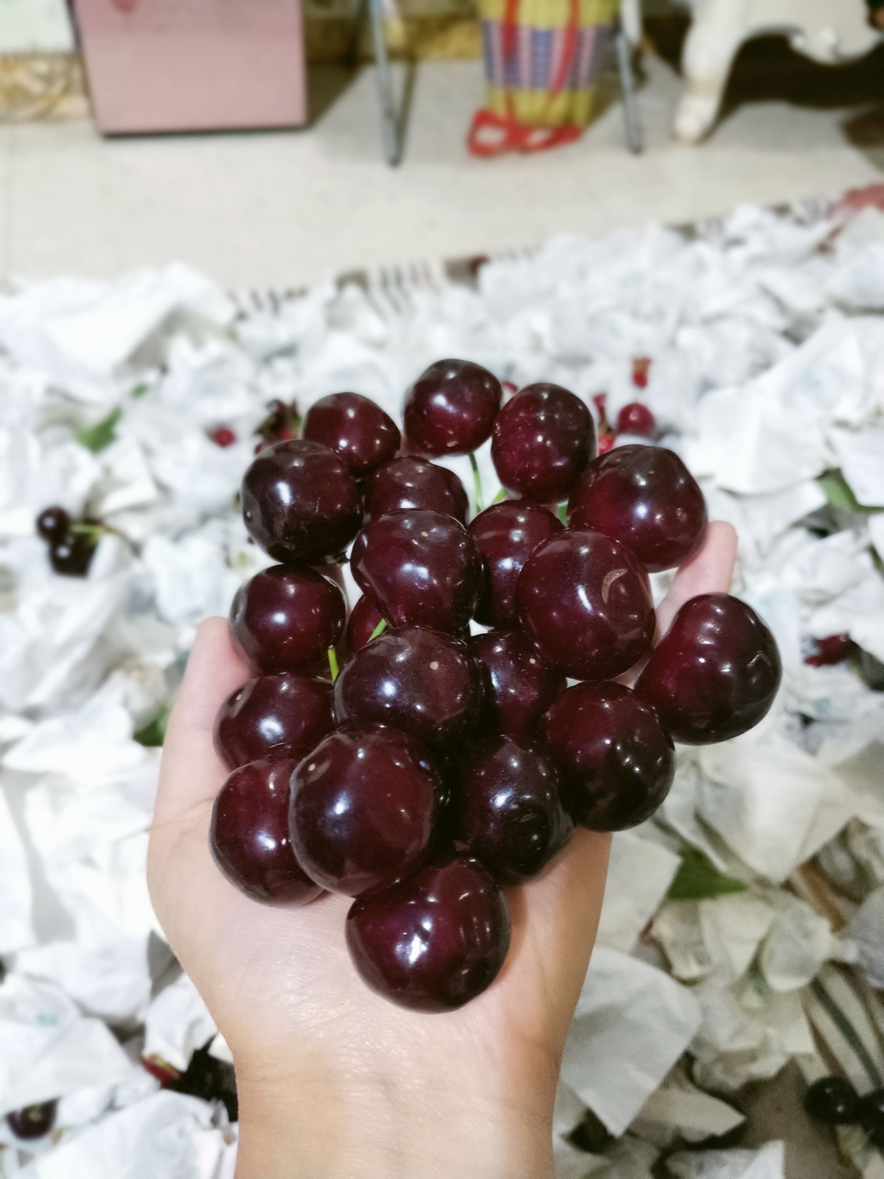 黑珍珠樱桃  汉源黑珍珠，四川省雅安市汉源县，每天现摘现发