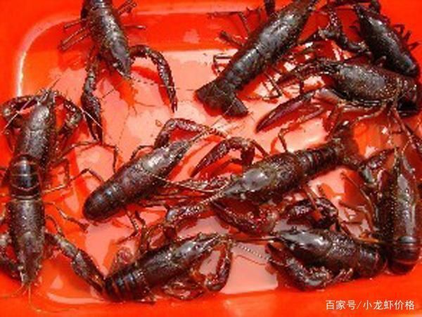 溧阳市青壳小龙虾 大青6-9钱