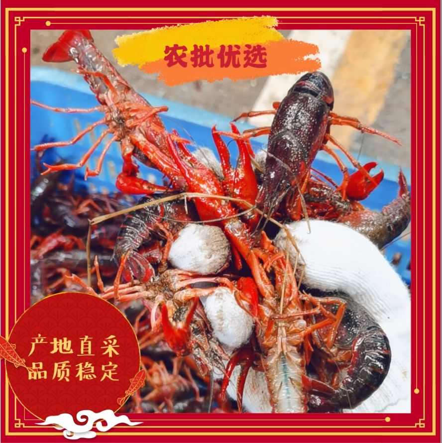 湖北优质稻田虾 山东河北江苏早班可达