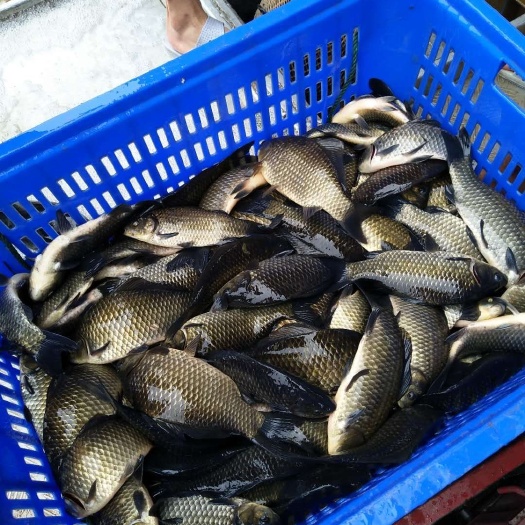 泸州水库鲫鱼 【方正鲫，麻鲫】！免费检测水质，鱼塘规划搭配及售后