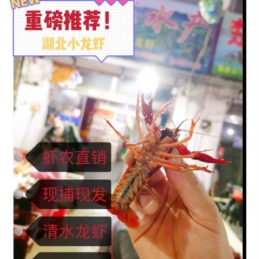 小龙虾  产地直发 优质稻田中青全国发货 体质好