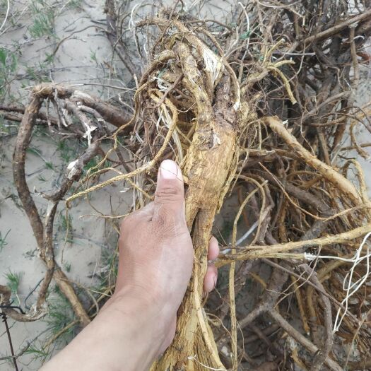 库伦旗 苦参