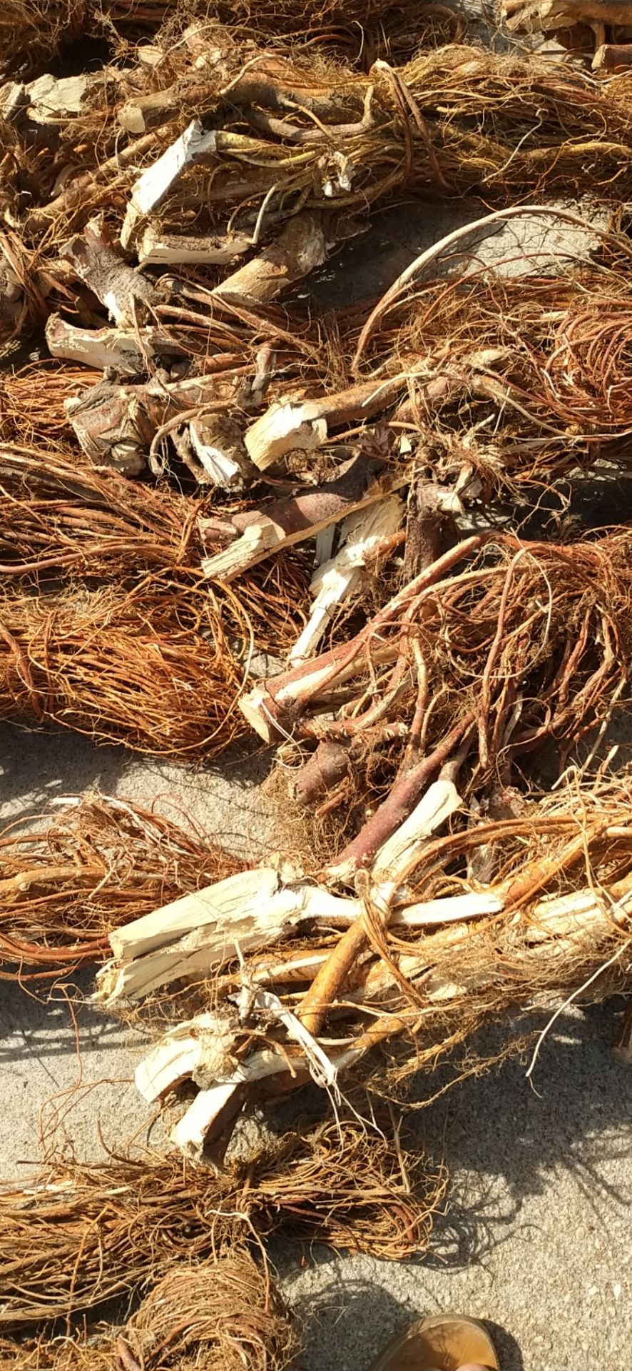 五指毛桃 大平卖