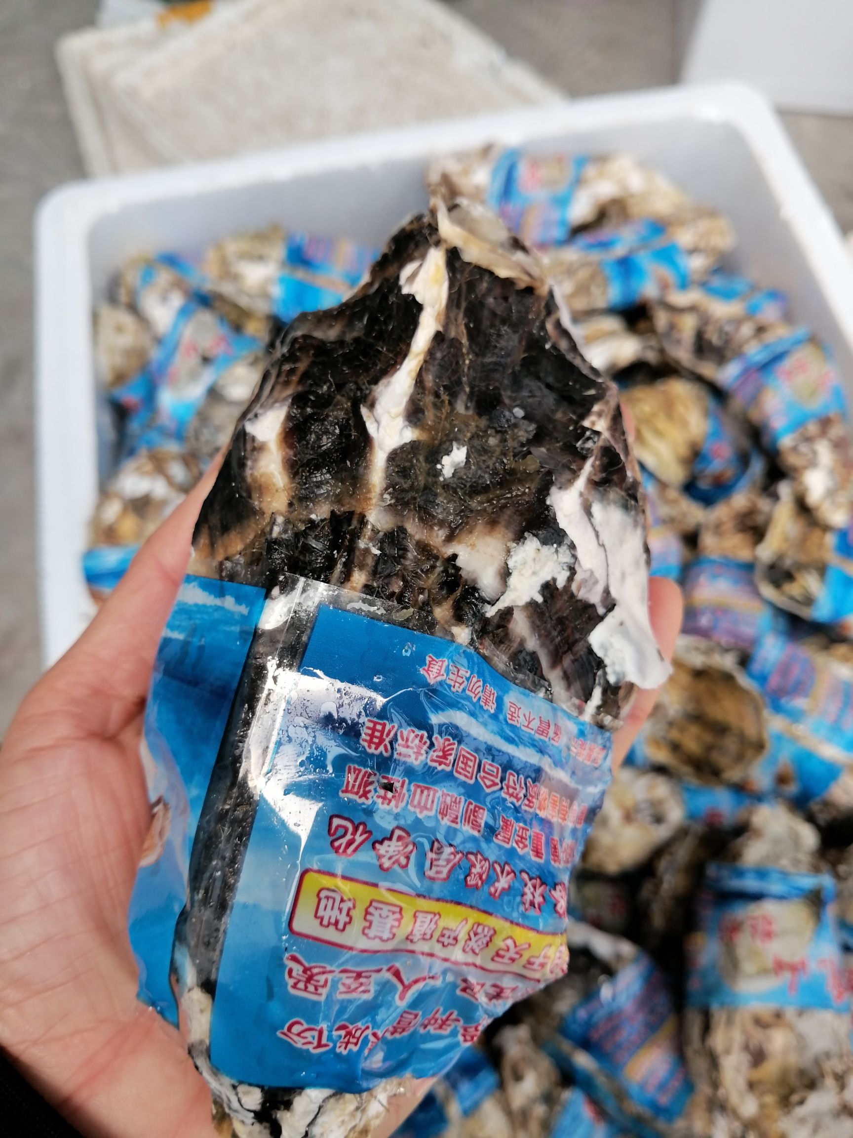 乳山牡蛎 乳山三倍体生蚝，3-4两8.5/斤
