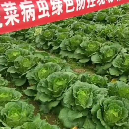 利川市湖北利川大白菜