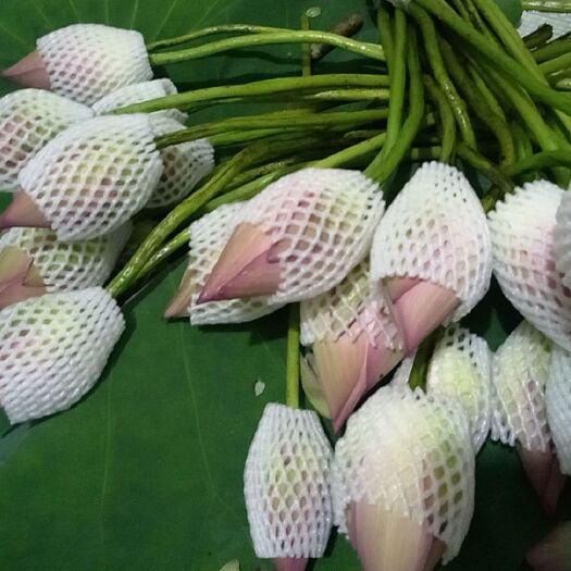常山县 新鲜荷花鲜花纯露花骨朵花苞无农药化肥可食用